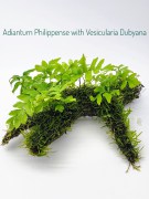 Adiantum Philippense with Vesicularia Dubyana